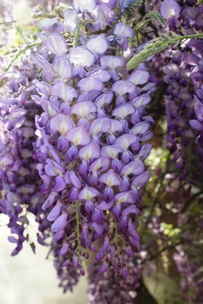 WisteriaCloseUpSized
