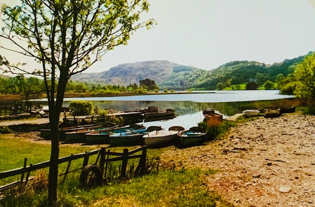 A tree next to a body of water

Description automatically generated